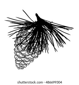 Sketch hand drawing pine cone on tree branch with needles on white background. Christmas hand drawn fir cone. Conifer cone on the tree, cedars, firs, hemlocks, larches, pines or spruces.