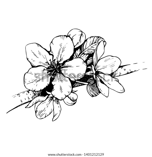 Sketch Hand Drawn Apple Blossom Blooming Stock Vector Royalty Free