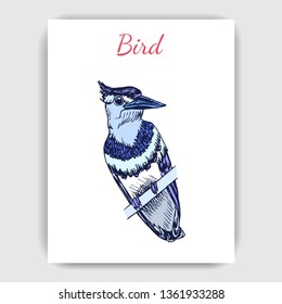 Sketch Hand Drawn Card With Blue Jay. Animals Illustration Birds.