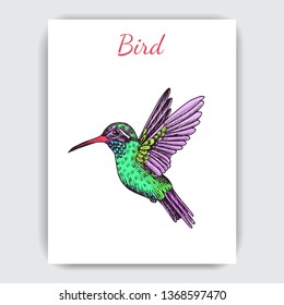 Sketch hand drawn card with hummingbird. Animals illustration colibri birds.