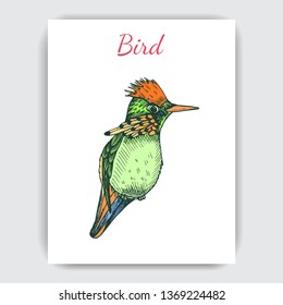 Sketch hand drawn card with hummingbird. Animals illustration colibri birds.