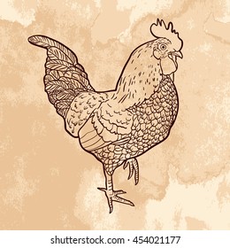 Sketch of hand drawn cockerel on grunge brown background. Art vector illustration