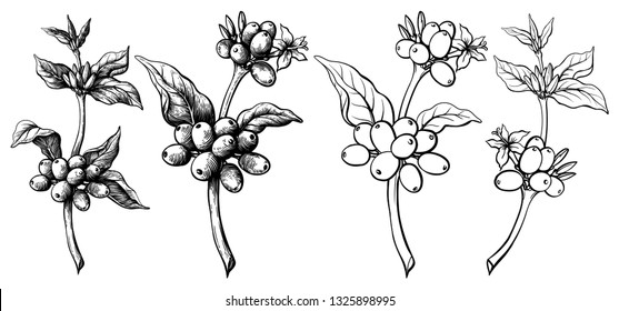 sketch hand drawn coffee branch with leaves and grains vector illustration