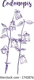 Sketch hand drawn flower of codonopis, natural organic aroma herbs isolated on white vector illustration. Herbs and flowers for medicine, oils, aromatherapy.