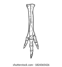 Sketch Hand Drawn Foot Image. Bird Or Dinosaur Leg Fossil Illustration Drawing. Vector Stock Silhouette