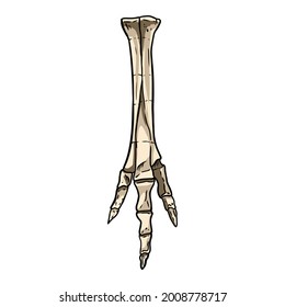 Sketch hand drawn foot image. Bird or dinosaur leg fossil illustration drawing. Vector stock silhouette