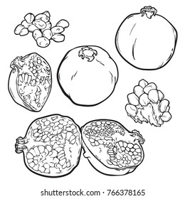 Sketch hand drawn line art garnet fruit set in black and white colors, vector sketch illustration isolated on white background, sweet fruit set 