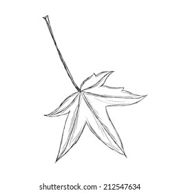 Sketch of hand drawn maple leaf isolated on white background. Vector illustration EPS10.