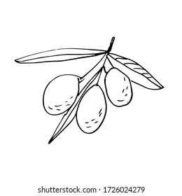 Sketch hand drawn olives. Olive fruits bunch and olive branches with leaves. Vector illustration isolated on white background.
