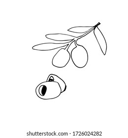 Sketch hand drawn olives. Olive fruits bunch and olive branches with leaves. Vector illustration isolated on white background.