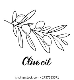 Esbozar conjunto de aceitunas dibujadas a mano. Frutos de oliva con gota de aceite, aceitunas deshuesadas y ramas de olivo con hojas. Ilustración vectorial aislada en fondo blanco.