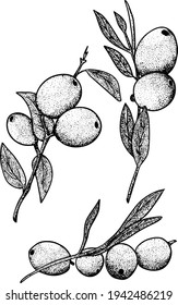 Sketch hand drawn olives set. Olive fruits bunch and olive branches with leaves. Vector illustration isolated on white background.