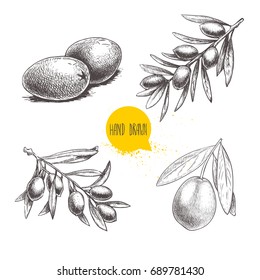 Sketch hand drawn olives set. Olive fruits bunch  and olive branches with leaves. Vector illustration isolated on white background.