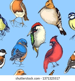 Sketch hand drawn pattern with green woodpecker, hoopoe, Cardinalis cardinalis, titmouse, hoopoe. Animals illustration birds.
