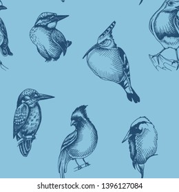 Sketch hand drawn pattern with green woodpecker, hoopoe, Cardinalis cardinalis, titmouse, hoopoe. Animals illustration birds.