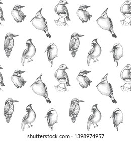Sketch hand drawn pattern with green woodpecker, hoopoe, Cardinalis cardinalis, titmouse, hoopoe. Animals illustration birds.