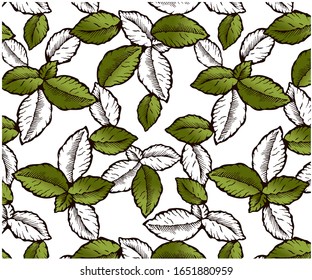 Sketch hand drawn pattern with green mint leaves isolated on white background. Vintage floral background. Engraved leaf wallpaper, line art. Plant, tree, branch, textile, label. Vector illustration.