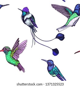 Sketch hand drawn pattern with hummingbird. Animals illustration colibri birds.