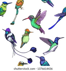 Sketch hand drawn pattern with hummingbird. Animals illustration colibri birds.