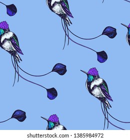 Sketch hand drawn pattern with hummingbird. Animals illustration colibri birds.