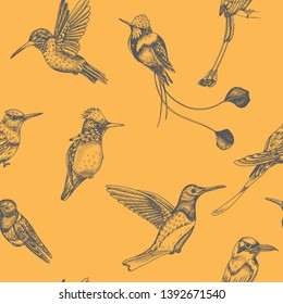 Sketch hand drawn pattern with hummingbird. Animals illustration colibri birds.