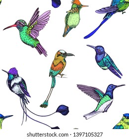 Sketch hand drawn pattern with hummingbird. Animals illustration colibri birds.