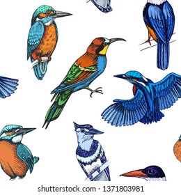 Sketch Hand Drawn Pattern With Kingfisher, Blue Jay, Bee-eater. Animals Illustration Birds.