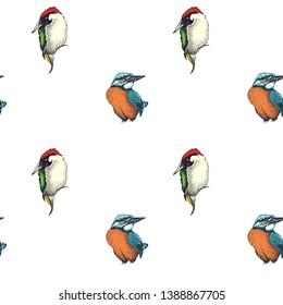 Sketch hand drawn pattern with kingfisher and green woodpecker. Animals illustration birds.