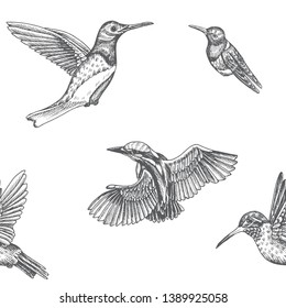 Sketch hand drawn pattern with kingfisher, hummingbird. Animals illustration birds.