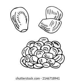 sketch or hand drawn ripe corn on the cob with text