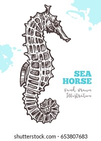 Sketch Hand Drawn Sea Horse