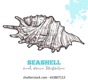 Sketch Hand Drawn Seashell Stock Vector Royalty Free 653807113