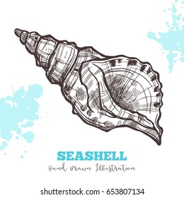Sketch Hand Drawn Seashell