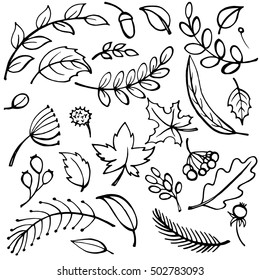 Sketch Hand drawn Set of fall leaves. Forest design elements.vector illustration.
