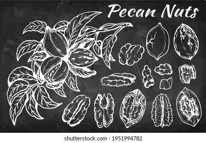 Esbozar conjunto de nueces de pecan dibujadas a mano con hojas aisladas en pizarra. Botánica, bocadillo sano, comida de dibujo, nuez de arte de línea, rama, planta, nuez grabada en la pizarra. Ilustración vectorial.