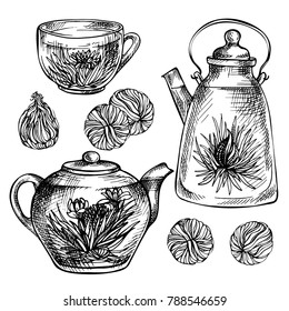Sketch hand drawn Tea set. Blooming green tea with flowers in glass teapot, glass cup.  Exotic Blooming tea