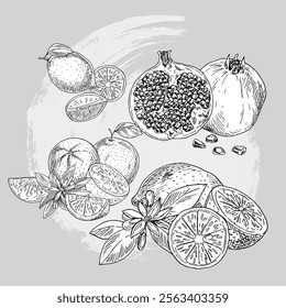sketch hand drawn vector illustratio