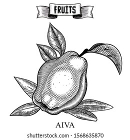 Sketch hand drawn vintage vector artwork of isolated fruit. Cydonia, aiva. Garden product collection for restaurant menu and booklet design