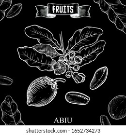Sketch hand drawn vintage vector artwork of isolated fruit. Abiu, Pouteria caimito. Garden product collection for restaurant menu and booklet design
