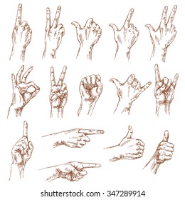 Sketch of hand gestures. Set of the different positions of the hands: count , victory sign, Shaka, okay,  pointing gesture, thumbs-up,  closed fist.