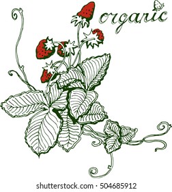 sketch hand painted in vector curly lines with beautiful strawberry, leaves and berries, color green and red in white background, letters organic