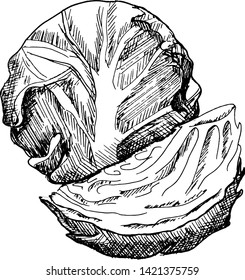 Сabbage sketch. Hand-drawn cabbage, isolated on white background. Black vector illustration.