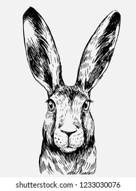 Sketch of hare. Hand drawn illustration converted to vector