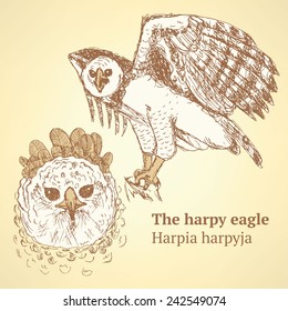 Sketch harpia bird head in vintage style, vector 