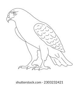 Sketch of Hawk. Hand drawn vector illustration.