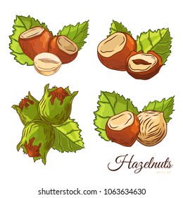 Sketch hazel nut set. Isolated hazelnuts healthy food. Natural walnut snack with leaves. Organic collection