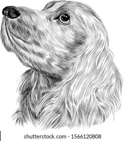 sketch head black and white dog Spaniel cute