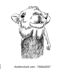 sketch of head camel on a white background