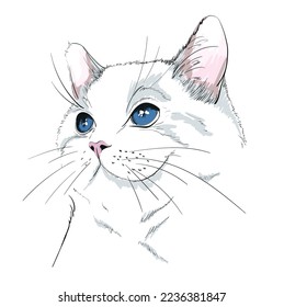 Sketch of head cat. Fluffy cute cat hand drawn sketch Vector illustration. Cat with blue eyesPrint