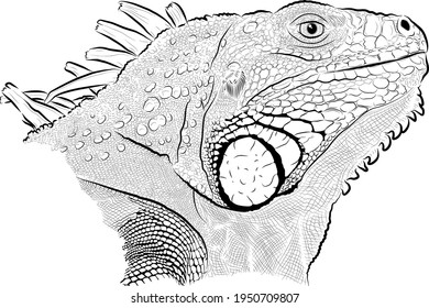 Sketch head of chameleon.  Minimalistic style.